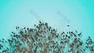 鸟雀的秋天叫蓝天从树上起飞。 一群乌鸦，黑鸟，干树。 鸟儿在乌鸦身上